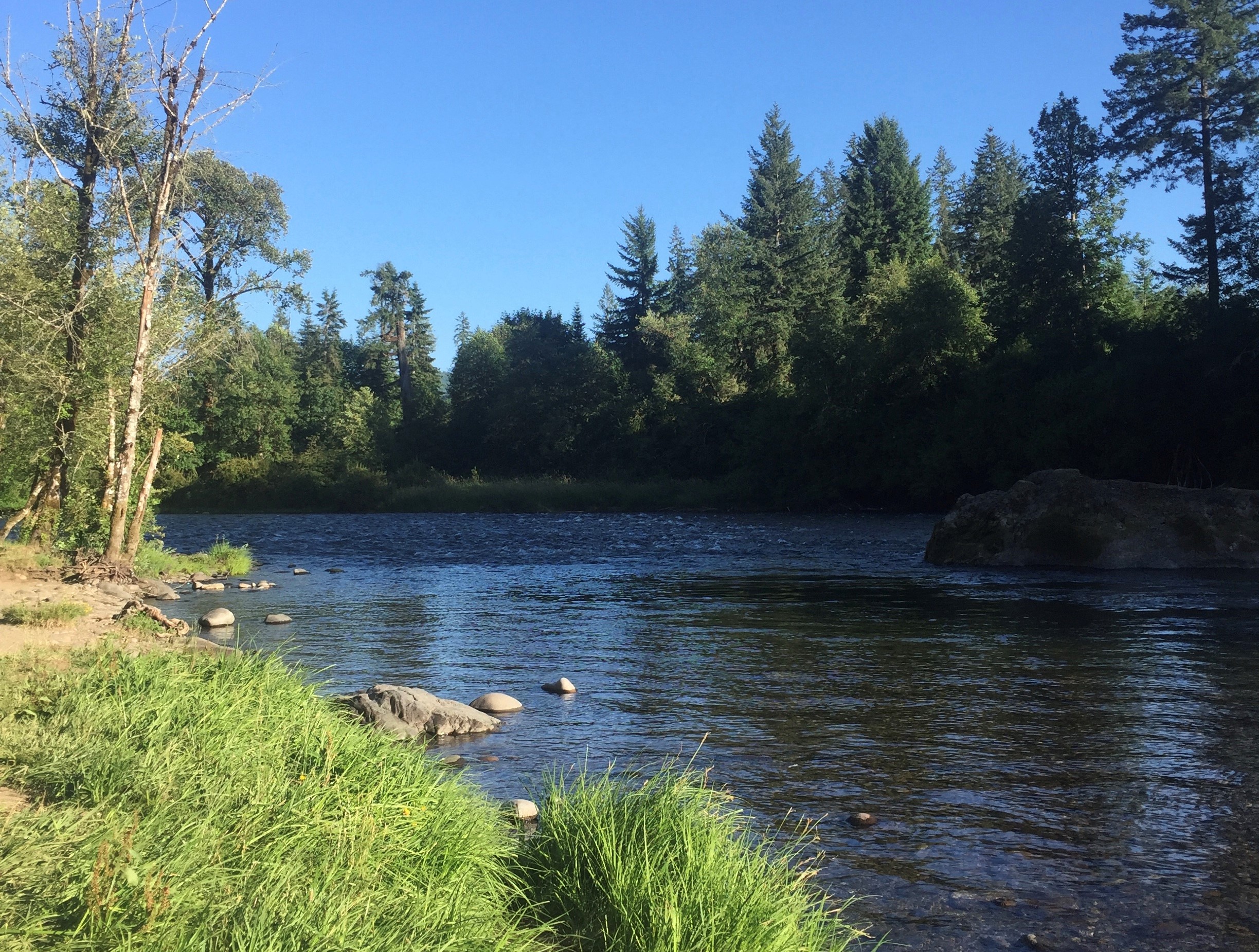 River running with Douglas Fir trees in background, rocks and grasses in the foreground